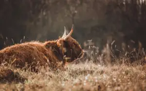 Jak Říkat Nikole