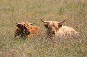 Beef Význam