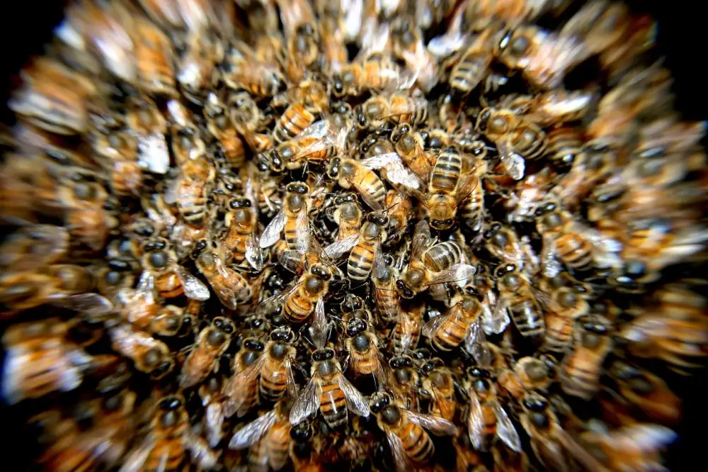 Hives Překlad