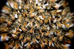 Hives Překlad